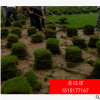绿化草坪小区别墅风景区真草坪草皮带泥土绿化草皮护坡草皮