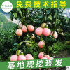 三红蜜柚果树苗挂果柚子树苗 红皮红肉蜜柚树苗 基地果树批发