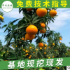 基地直销批发爱媛38号柑桔苗 嫁接高成活柑橘树苗