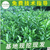 砂糖蜜桔树苗 嫁接柑橘果树苗批发 基地直销橘子树成苗