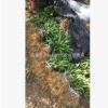 批发大量出售嫁接蜜橘苗 规格齐全 欢迎来定蜜橘苗