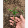 四川柑橘苗 香橙芽苗 香橙粘木 香橙小苗 资阳软枝香橙苗