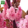 临沂厂家供应樱花绿工程苗木多种品种 苗圃栽植速生樱花绿化苗木