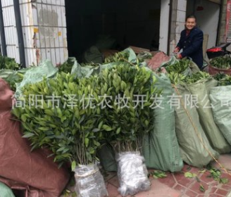 大量销售果树苗 嫁接纽荷尔苗 纽荷尔果树苗 纽荷尔果苗