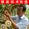 猕猴桃小苗 红阳猕猴桃苗 奇异果苗 猕猴桃红心嫁接苗 根系发达