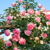 欧月 粉色龙沙宝石 阳台藤本月季花苗爬藤月季四季开花卉玫瑰