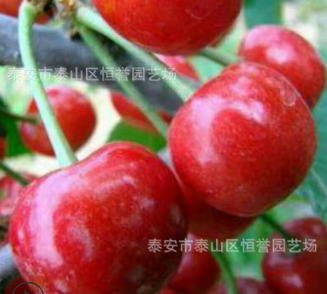 大量批发大红灯樱桃0.6-3公分庭院地栽盆栽果树苗产量丰盛