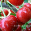 大量批发大红灯樱桃0.6-3公分庭院地栽盆栽果树苗产量丰盛
