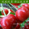 出售大红灯 樱桃树苗 布鲁克斯 拉宾斯樱桃苗 根系发达量大优惠