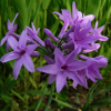 江西凯盛园林 大量批发园林绿化植物 紫娇花种苗