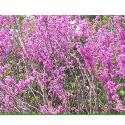 生产园林 紫荆树**