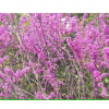 生产园林 紫荆树**