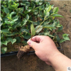 基地直销大棚种植樱桃苗 如何管理种植 育禾指导
