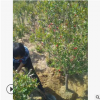 基地直销吉塞拉樱桃苗 品种齐全 红灯 美早布鲁克斯 现挖现卖