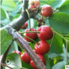 苗圃直销大樱桃树苗 品种齐全 种植管理育禾指导技术