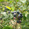 批发南北方适应蓝莓苗 蓝莓苗挂果多成活2-3年生优质都克蓝莓苗