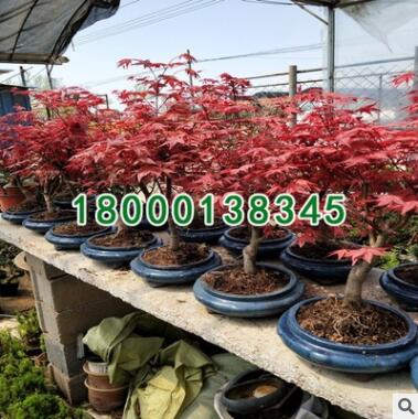 基地批发红枫树苗新品种 赤枫绿化工程小苗 中国红枫图2