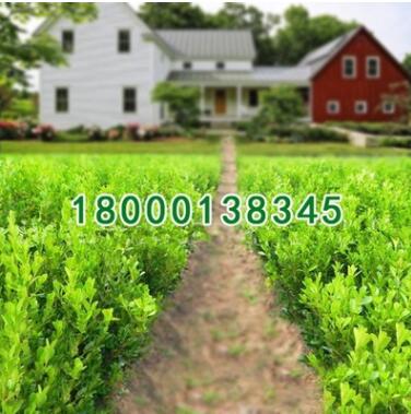 批发瓜子黄杨小苗 小叶黄杨球苗 规格齐全 黄杨工程苗图2