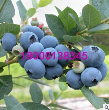 3年南高丛奥尼尔蓝莓苗批发 庭院盆栽地栽果树苗图2