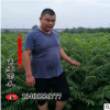 红油香椿小树苗冬季入值大棚产量高口味好红油香椿芽美味佳肴