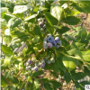 *种植高产量蓝莓苗 美登 都克 蓝风品种齐全 任您选购