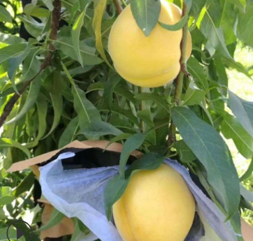桃树苗夏季修剪时的注意事项育禾提供 种植黄金潘桃树苗结果早