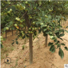 批发3.4.5公分品种苹果树苗 移栽成活率高有技巧育禾提供全程服务