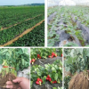 厂家出售红颜草莓苗章姬法兰地 当年结果奶油草莓苗7-8个品种