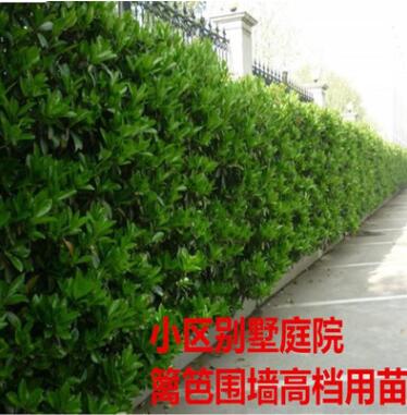 法国冬青苗 北海道冬青树苗 日本珊瑚树苗 做篱笆围墙绿化苗木图2