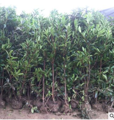 法国冬青苗 北海道冬青树苗 日本珊瑚树苗 做篱笆围墙绿化苗木图3