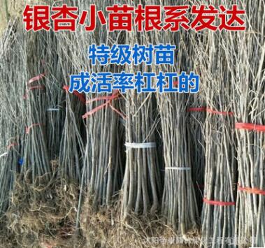 银杏树苗 占地拆迁苗 金叶银杏苗 白果小苗 庭院植物行道绿化苗木图2