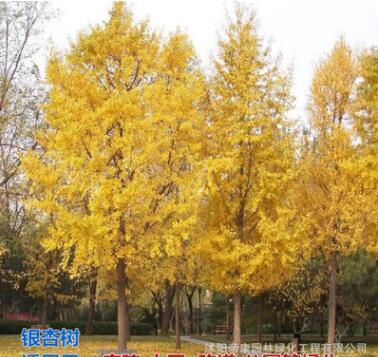 银杏树苗 占地拆迁苗 金叶银杏苗 白果小苗 庭院植物行道绿化苗木图3