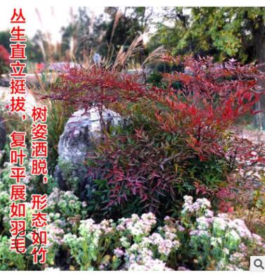 批发南天竹 红天竹 红枫盆栽 盆景彩色庭院绿化工程苗 耐寒植物图3