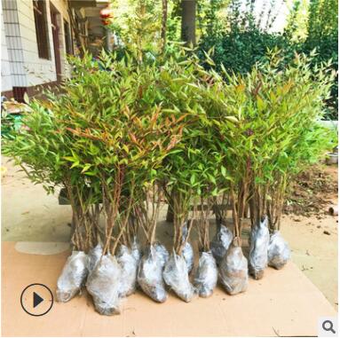 批发南天竹 红天竹 红枫盆栽 盆景彩色庭院绿化工程苗 耐寒植物图2