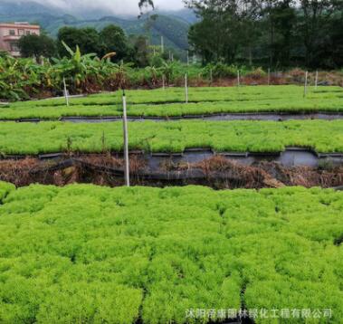 屋顶隔热美化 地被植物 佛甲草 易养护 楼顶绿化 佛指草青叶