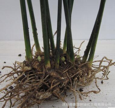 批发一叶兰 客厅室内水培观叶植物花卉 四季常青绿植盆景净化空气图3