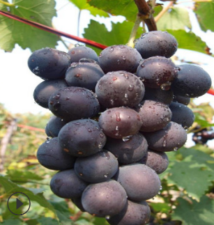 长期批发品种全规格多葡萄树苗 带原生土好成活夏黑葡萄树苗