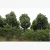 香樟12公分观景树，工程绿化专用