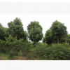 香樟15公分景观树，工程绿化专用