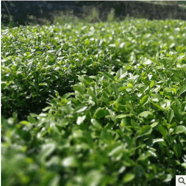 家庭园艺用楠袋种苗景观苗木 花圃苗圃观叶类火力楠袋树苗批发