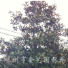 广玉兰