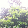 四季桂