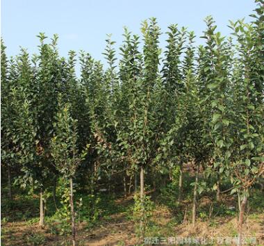 基地批发西府海棠 北美海棠 木瓜海棠树苗 海棠盆栽行道树常绿乔图3