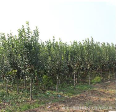 基地批发西府海棠 北美海棠 木瓜海棠树苗 海棠盆栽行道树常绿乔图2