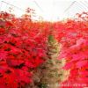 红枫 中国红枫树苗基地供应 绿化苗木庭院植物