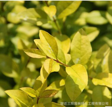 基地批发金叶女贞 黄叶女贞 金叶女贞球 小区公园色块专用图3