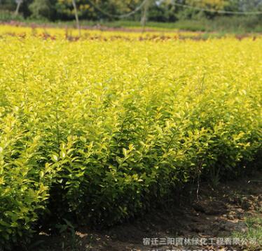 基地批发金叶女贞 黄叶女贞 金叶女贞球 小区公园色块专用图2