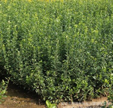 基地批发卫矛 胶东卫矛苗 工程绿化卫矛苗四季常青卫毛树苗图3