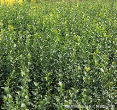 基地批发卫矛 胶东卫矛苗 工程绿化卫矛苗四季常青卫毛树苗图2