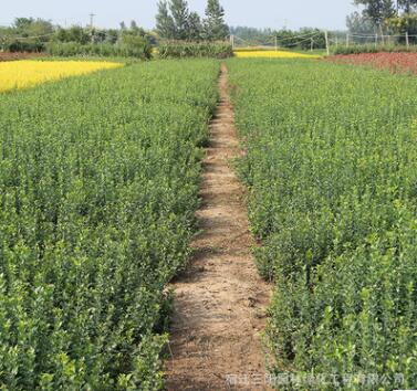 基地批发卫矛 胶东卫矛苗 工程绿化卫矛苗四季常青卫毛树苗